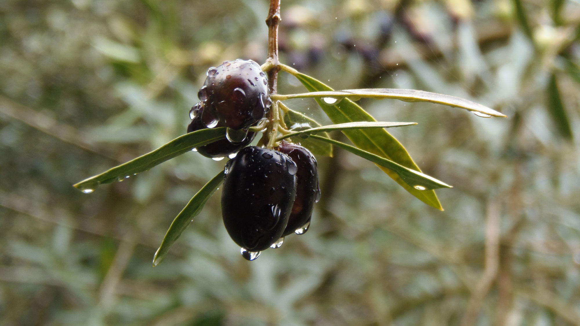 arve Bio-Olivenöl kommt aus der Provinz Córdoba in Andalusien und trägt das staatlich kontrollierte Ökosiegel des C.A.A.E. – das andalusische Kontrollkomitee für die biologische Landwirtschaft.